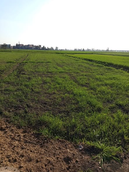 لاهل الخبره ايه رايك حضراتكم فى القمح هينفع ولا ايه مزروع ٢٠/١٢تخضير